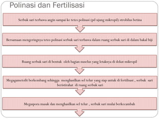 Polinasi dan Fertilisasi
Serbuk sari terbawa angin sampai ke tetes polinasi (pd ujung mikropil) strobilus betina
Bersamaan mengeringnya tetes polinasi serbuk sari terbawa dalam ruang serbuk sari di dalam bakal biji
Ruang serbuk sari di bentuk oleh bagian nuselus yang letaknya di dekat mikropil
Megagametofit berkembang sehingga menghasilkan sel telur yang siap untuk di fertilisasi , serbuk sari
beristirahat di ruang serbuk sari
Megaspora masak dan menghasilkan sel telur , serbuk sari mulai berkecambah
 