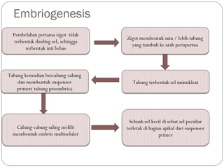 Embriogenesis
Pembelahan pertama zigot tidak
terbentuk dinding sel, sehingga
terbentuk inti bebas
Zigot membentuk satu / lebih tabung
yang tumbuh ke arah perisperma
Tabung terbentuk sel uninukleat
Tabung kemudian bercabang-cabang
dan membentuk suspensor
primer( tabung proembrio)
Cabang-cabang saling melilit
membentuk embrio multiseluler
Sebuah sel kecil di sebut sel peculiar
terletak di bagian apikal dari suspensor
primer
 