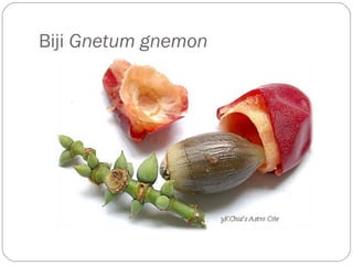Biji Gnetum gnemon
 