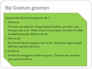 Biji Gnetum gnemon
Lapisan kulit biji Gnetum gnemon ada 3 :
1. Sarkotesta
Tersusun atas epidermis dengan lapisan kutikula, parenkim yang
homogen,dan serat. Waktu muda erwarna hijau, kemudian berubah
menjadi kuning dan akhirnya merah.
2. Sklerotesta
Berasal dari lapisan integmen luar (testa). Menyusun bagian tengah
kulit biji yang kuat dan keras.
3. Endotesta
berasal dari integgumen dalam (tegmen). Tersusun atas parenkim,
tipis seperti membran
 