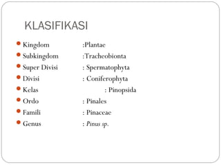 KLASIFIKASI
Kingdom :Plantae
Subkingdom :Tracheobionta
Super Divisi : Spermatophyta
Divisi : Coniferophyta
Kelas : Pinopsida
Ordo : Pinales
Famili : Pinaceae
Genus : Pinus sp.
 