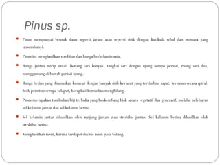 Pinus sp.
 Pinus mempunyai bentuk daun seperti jarum atau seperti sisik dengan kutikula tebal dan stomata yang
tersembunyi.
 Pinus ini menghasilkan strobilus dan bunga berkelamin satu.
 Bunga jantan mirip untai. Benang sari banyak, tangkai sari dengan ujung serupa perisai, ruang sari dua,
menggantung di bawah perisai ujung.
 Bunga betina yang dinamakan kerucut dengan banyak sisik kerucut yang tertimbun rapat, tersusun secara spiral.
Sisik penutup serupa selaput, kerapkali kemudian menghilang.
 Pinus merupakan tumbuhan biji terbuka yang berkembang biak secara vegetatif dan generatif, melalui peleburan
sel kelamin jantan dan sel kelamin betina.
 Sel kelamin jantan dihasilkan oleh runjung jantan atau strobilus jantan. Sel kelamin betina dihasilkan oleh
strobilus betina.
 Menghasilkan resin, karena terdapat ductus resin pada batang.
 