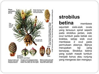 strobilus
betina membawa
sejumlah sisik-sisik ovula
yang tersusun spiral seperti
pada strobilus jantan, sisik
ovul tumbuh pada ketiak sisi
braktea, setiap sisik ovul
membawa 2 ovul pada
permukaan atasnya. Bijinya
merupakan biji yang
bersayap. Strobilus betina
yang sudah masak tumbuh
menjadi konus atau runjung
yang mengeras dan mengayu
 