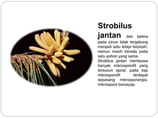 Strobilus
jantan dan betina
pada pinus tidak tergabung
menjadi satu tetapi terpisah,
namun masih berada pada
satu pohon yang sama.
Strobilus jantan membawa
banyak mikrosporofil yang
tersusun spiral, pada tiap
mikrosporofil terdapat
sepasang mikrosporangia,
mikrospora bersayap.
 
