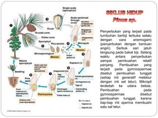 Penyerbukan yang terjadi pada
tumbuhan berbiji terbuka selalu
dengan cara anemogami
(penyerbukan dengan bantuan
angin). Serbuk sari jatuh
langsung pada bakal biji. Selang
waktu antara penyerbukan
sampai pembuahan relatif
panjang. Pembuahan yang
terjadi pada gymnospermae
disebut pembuahan tunggal
(setiap inti generatif melebur
dengan inti sel telur). Mikropil
terdedah ke udara bebas.
Pembuahan pada
gymnospermae disebut
pembuahan tunggal, karena
tiap-tiap inti sperma membuahi
satu sel telur.
 