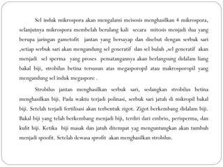 Sel induk mikrospora akan mengalami meisosis menghasilkan 4 mikrospora,
selanjutnya mikrospora membelah berulang kali secara mitosis menjadi dua yang
berupa jaringan gametofit jantan yang bersayap dan disebut dengan serbuk sari
,setiap serbuk sari akan mengandung sel generatif dan sel buluh ,sel generatif akan
menjadi sel sperma yang proses pematangannya akan berlangsung didalam liang
bakal biji, strobilus betina tersusun atas megasporopil atau makrosporopil yang
mengandung sel induk megaspore .
Strobilus jantan menghasilkan serbuk sari, sedangkan strobilus betina
menghasilkan biji. Pada waktu terjadi polinasi, serbuk sari jatuh di mikropil bakal
biji. Setelah terjadi fertilisasi akan terbentuk zigot. Zigot berkembang didalam biji.
Bakal biji yang telah berkembang menjadi biji, terdiri dari embrio, perisperma, dan
kulit biji. Ketika biji masak dan jatuh ditempat yag menguntungkan akan tumbuh
menjadi spoofit. Setelah dewasa sprofit akan menghasilkan strobilus.
 