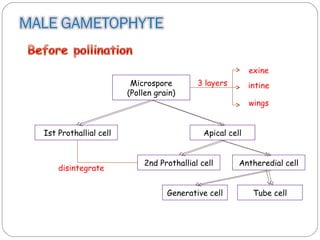 Microspore
(Pollen grain)
Ist Prothallial cell Apical cell
Antheredial cell2nd Prothallial cell
disintegrate
Generative cell Tube cell
3 layers
exine
intine
wings
 