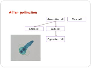 Generative cell Tube cell
Stalk cell Body cell
2 gametes cell
 