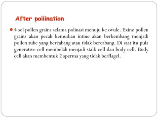 4 sel pollen grains selama polinasi menuju ke ovule. Exine pollen
grains akan pecah kemudian intine akan berkembang menjadi
pollen tube yang bercabang atau tidak bercabang. Di saat itu pula
generative cell membelah menjadi stalk cell dan body cell. Body
cell akan membentuk 2 sperma yang tidak berflagel.
 