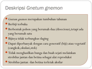 Deskripsi Gnetum gnemon
Gnetum gnemon merupakan tumbuhan tahunan
Berbiji terbuka
Berbentuk pohon yang berumah dua (dioecious),tetapi ada
yang berumah satu
Bijinya tidak terbungkus daging
Dapat diperbanyak dengan cara generatif (biji) atau vegetatif
(cangkok,okulasi,stek)
Tidak menghasilkan bunga dan buah sejati melainkan
strobilus jantan dan betina sebagai alat reproduksi
Strobilus jantan dan betina terletak aksilar
 