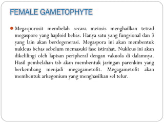 Megasporosit membelah secara meiosis menghailkan tetrad
megaspore yang haploid bebas. Hanya satu yang fungsional dan 3
yang lain akan berdegenerasi. Megaspora ini akan membentuk
nukleus bebas sebelum memasuki fase istirahat. Nukleus ini akan
dikelilingi oleh lapisan peripheral dengan vakuola di dalamnya.
Hasil pembelahan tsb akan membentuk jaringan parenkim yang
berkembang menjadi megagametofit. Megagametofit akan
membentuk arkegonium yang menghasilkan sel telur.
 