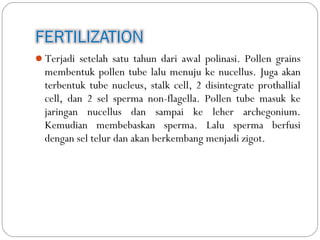 Terjadi setelah satu tahun dari awal polinasi. Pollen grains
membentuk pollen tube lalu menuju ke nucellus. Juga akan
terbentuk tube nucleus, stalk cell, 2 disintegrate prothallial
cell, dan 2 sel sperma non-flagella. Pollen tube masuk ke
jaringan nucellus dan sampai ke leher archegonium.
Kemudian membebaskan sperma. Lalu sperma berfusi
dengan sel telur dan akan berkembang menjadi zigot.
 