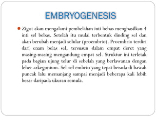 Zigot akan mengalami pembelahan inti bebas menghasilkan 4
inti sel bebas. Setelah itu mulai terbentuk dinding sel dan
akan berubah menjadi selular (proembrio). Proembrio terdiri
dari enam belas sel, tersusun dalam empat deret yang
masing-masing mengandung empat sel. Struktur ini terletak
pada bagian ujung telur di sebelah yang berlawanan dengan
leher arkegonium. Sel-sel embrio yang tepat berada di bawah
puncak lalu memanjang sampai menjadi beberapa kali lebih
besar daripada ukuran semula.
 