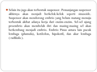 Selain itu juga akan terbentuk suspensor. Pemanjangan suspensor
akhirnya akan menjadi berkelok-kelok seperti sinusoide.
Suspensor akan mendorong embrio yang belum matang menuju
terbentuk akibat adanya kerja dari enzim-enzim. Sel-sel ujung
proembrio akan membelah diri dan masing-masing sel akan
berkembang menjadi embrio. Embrio Pinus antara lain pucuk
lembaga (plumula), kotiledon, hipokotil, dan akar lembaga
( radikula ).
 