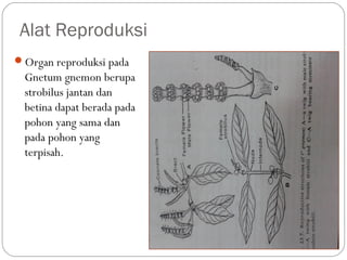 Alat Reproduksi
Organ reproduksi pada
Gnetum gnemon berupa
strobilus jantan dan
betina dapat berada pada
pohon yang sama dan
pada pohon yang
terpisah.
 