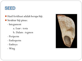 Hasil fertilisasi adalah berupa biji.
Struktur biji pinus:
- Integument
a. Luar : testa
b. Dalam : tegmen
- Periperm
- Endosperm
- Embryo
- Wing
 