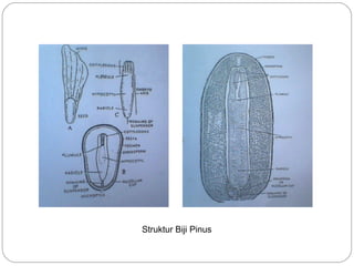 Struktur Biji Pinus
 