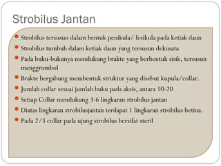 Strobilus Jantan
Strobilus tersusun dalam bentuk penikula/ fesikula pada ketiak daun
Strobilus tumbuh dalam ketiak daun yang tersusun dekusata
Pada buku-bukunya mendukung brakte yang berbentuk sisik, tersusun
menggrombol
Brakte bergabung membentuk struktur yang disebut kupula/collar.
Jumlah collar sesuai jumlah buku pada aksis, antara 10-20
Setiap Collar mendukung 3-6 lingkaran strobilus jantan
Diatas lingkaran strobilusjantan terdapat 1 lingkaran strobilus betina.
Pada 2/3 collar pada ujung strobilus bersifat steril
 