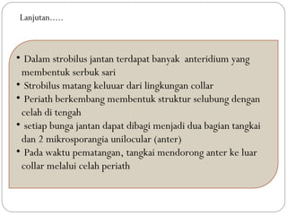 • Dalam strobilus jantan terdapat banyak anteridium yang
membentuk serbuk sari
• Strobilus matang keluuar dari lingkungan collar
• Periath berkembang membentuk struktur selubung dengan
celah di tengah
• setiap bunga jantan dapat dibagi menjadi dua bagian tangkai
dan 2 mikrosporangia unilocular (anter)
• Pada waktu pematangan, tangkai mendorong anter ke luar
collar melalui celah periath
Lanjutan.....
 