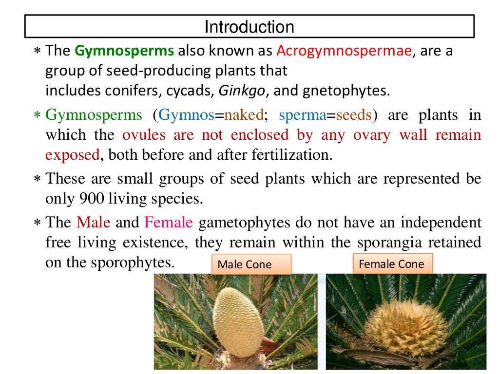 Gymnosperm and its characteristics