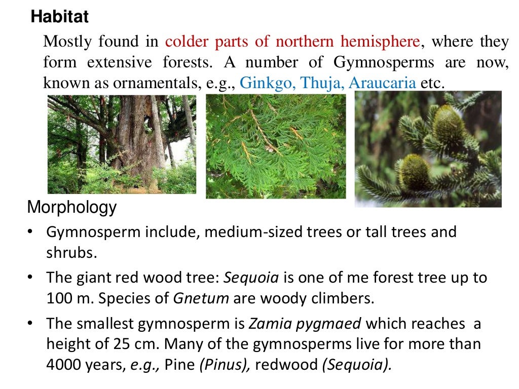 Gymnosperm and its characteristics