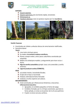 UNIVERSIDAD NACIONAL “SANTIAGO ANTUNEZ DEMAYOLO”
FACULTAD DECIENCIAS AGRARIAS
ESCUELA ACADEMICA DEAGRONOMIA
Alum: RONALDO ROSARIO SOTO
ESPECIES:
Sequoia gigantea.
Sequoia supervivens: de crecimiento rápido, ornamental.
Metasequoia sp.
Taxodium distichum: viven en pantano respiran por los neuróforos.
Sequoia gigantea Sequoia supervivens Taxodium distichum
Familia Taxaceae
 Constituidos por árboles y arbustos dioicos de ramas bastante modificadas.
 hemisferio boreal
TALLO
crese lento y de buen grosor.
Su madera no contiene residuos resiníferos.
Plantas siempre verdes y otros pocos caducifolios constituidos por
traqueidas.
Madera de calidad para muebles y antiguamente para hacer arcos e
flecha.
Algunas semilla comestibles ejemplo: taxus: ario comestible y semilla
venenosa.
Lagunas producen aceites (TORREYA).
HOJA
aciculadas lineales, lanceoladas falcadas.
El ápice de la hoja es mucronada.
Filotaxia: alternada de forma helicoidal.
Coráceas, en otras especies son caducas.
INFLORESCENCIAS:
Están constituidos por inflorescencias femeninas y masculinas.
Inflorescencia masculina:
 Agrupados en estróbilos pequeños en forma de espiga.
 Estróbilos formados por 6 a 14 hojas estaminales, que tiene la
forma peltada, en estos se encuentran de 6 a 8 sacos polínicos.
 El polen no tiene vesículas aeríferas.
 