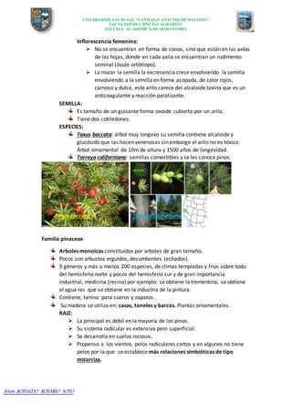 UNIVERSIDAD NACIONAL “SANTIAGO ANTUNEZ DEMAYOLO”
FACULTAD DECIENCIAS AGRARIAS
ESCUELA ACADEMICA DEAGRONOMIA
Alum: RONALDO ROSARIO SOTO
Inflorescencia femenina:
 No se encuentran en forma de conos, sino que están en las axilas
de las hojas, donde en cada axila se encuentran un rudimento
seminal (óvulo ortótropo).
 La murar la semilla la excresencia crese envolviendo la semilla
envolviendo a la semilla en forma acopada, de color rojos,
carnoso y dulce, este arilo carece del alcaloide taxina que es un
anticoagulante y reacción paralizante.
SEMILLA:
Es tamaño de un guisante forma ovoide cubierta por un arilo.
Tiene dos cotiledones.
ESPECIES:
Taxus baccata: árbol muy longevo su semilla contiene alcaloide y
glucósido que las hacen venenosas sin embargo el arilo no es tóxico.
Árbol ornamental de 10m de altura y 1500 años de longevidad.
Torreya californiana: semillas comestibles y se les conoce pinos.
Taxus baccata Torreya californiana
Familia pinaceae
Arboles monoicas constituidos por arboles de gran tamaño.
Pocos son arbustos erguidos, decumbentes (echados).
9 géneros y más o menos 200 especies, de climas templadas y fríos sobre todo
del hemisferio norte y pocos del hemisferio sur y de gran importancia
industrial, medicina (resina) por ejemplo: se obtiene la trementina, se obtiene
el agua ras que se obtiene en la industria de la pintura.
Contiene, tanina: para cueros y zapatos.
Su madera se utiliza en: casas, toneles y barcos. Plantas ornamentales.
RAIZ:
 La principal es débil en la mayoría de los pinos.
 Su sistema radicular es extensiva pero superficial.
 Se desarrolla en suelos rocosos.
 Propenso a los vientos, pelos radiculares cortos y en algunos no tiene
pelos por la que se establece más relaciones simbióticas de tipo
micorriza.
 