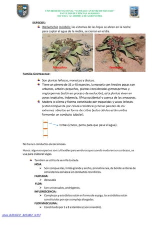 UNIVERSIDAD NACIONAL “SANTIAGO ANTUNEZ DEMAYOLO”
FACULTAD DECIENCIAS AGRARIAS
ESCUELA ACADEMICA DEAGRONOMIA
Alum: RONALDO ROSARIO SOTO
ESPECIES:
Welwitschia mirabilis: las estomas de las hojas se abren en la noche
para captar el agua de la niebla, se cierran en el día.
Masculina Femenina
Familia Gneteaceae:
Son plantas leñosas, monoicas y dioicas.
Tiene un género de 35 a 40 especies, la mayoría son lineales pocas son
arbustos, arboles pequeños, plantas consideradas gimnospermas y
angiospermas (están en proceso de evolución), esta plantas viven en
zonas tropicales, Indonesia, África occidental y cuenca de las amazonas.
Madera o xilema y floema constituido por traqueidas y vasos leñosos
(están compuesta por células cilíndricas) con las paredes de los
extremos abiertos en forma de cribas (estas células están unidas
formando un conducto tubular).
Cribas (conos, poros para que pase el agua).
No tienen conductos oleoresinosas.
Husos:algunasespecies soncultivables paraverdurasque cuandomaduransoncoráceos,se
usa para elaborarsogas.
Tambiénse utilizalasemillatostada.
HOJA:
 Son compuestas,limbogrande y ancho,pinnatinervia,de bordesenterasde
consistenciacoriáceasinconductosresiníferos.
FILOTAXIA:
 decusada
FLOR:
 Son unisexuales,andrógenos.
INFLORESCENCIA:
 Complejosyestróbilosestánenformade espiga,losestróbilosestán
constituidosporejescomplejaalargadas.
FLOR MASCULINA:
 Constituidopor1 a 8 estambres(sonsinandro).
 