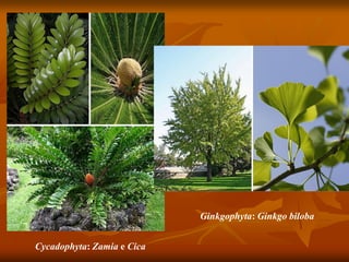 Cycadophyta: Zamia e Cica
Ginkgophyta: Ginkgo biloba
 