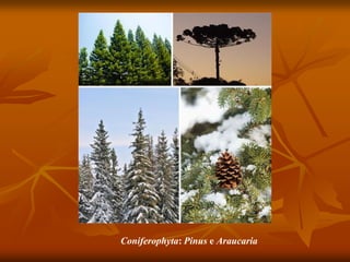 Coniferophyta: Pinus e Araucaria
 