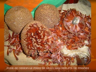PODE-SE OBSERVAR PINHA DE ARAUCÁRIA REPLETA DE PINHÕES
 
