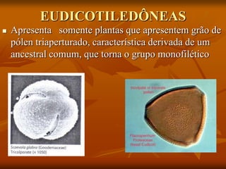 EUDICOTILEDÔNEAS
 Apresenta somente plantas que apresentem grão de
pólen triaperturado, característica derivada de um
ancestral comum, que torna o grupo monofilético
 