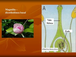 Magnólia –
dicotiledônea basal
 