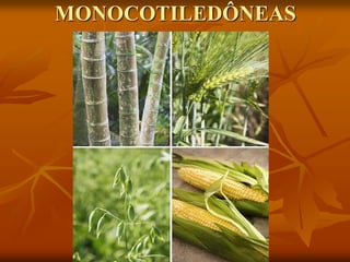 MONOCOTILEDÔNEAS
 