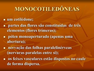 MONOCOTILEDÔNEAS
 um cotilédone;
 partes das flores são constituídas de três
elementos (flores trímeras);
 pólen monoaperturado (apenas uma
abertura);
 nervação das folhas paralelinérveas
(nervuras paralelas entre si);
 os feixes vasculares estão dispostos no caule
de forma dispersa.
 
