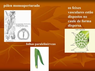 pólen monoaperturado
os feixes
vasculares estão
dispostos no
caule de forma
dispersa.
folhas paralelinérveas
 