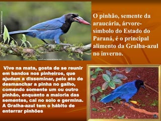 O pinhão, semente da
araucária, árvore-
símbolo do Estado do
Paraná, é o principal
alimento da Gralha-azul
no inverno.
Vive na mata, gosta de se reunir
em bandos nos pinheiros, que
ajudam a disseminar, pelo ato de
desmanchar a pinha no galho,
comendo somente um ou outro
pinhão, enquanto a maioria das
sementes, cai no solo e germina.
A Gralha-azul tem o hábito de
enterrar pinhões
 
