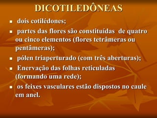 DICOTILEDÔNEAS
 dois cotilédones;
 partes das flores são constituídas de quatro
ou cinco elementos (flores tetrâmeras ou
pentâmeras);
 pólen triaperturado (com três aberturas);
 Enervação das folhas reticuladas
(formando uma rede);
 os feixes vasculares estão dispostos no caule
em anel.
 