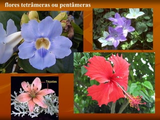 flores tetrâmeras ou pentâmeras
 
