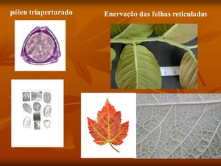pólen triaperturado Enervação das folhas reticuladas
 