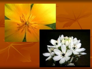 Gymnospermas e angiospermas