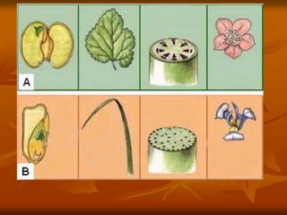 Gymnospermas e angiospermas