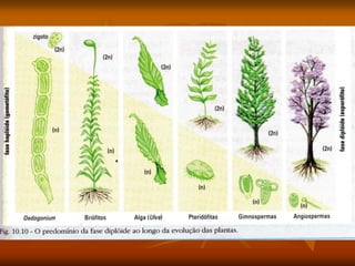 Gymnospermas e angiospermas