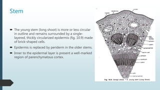 Stem
 The young stem (long shoot) is more or less circular
in outline and remains surrounded by a single-
layered, thickly circularized epidermis (fig. 10.9) made
of brick-shaped cells.
 Epidermis is replaced by periderm in the older stems.
 Inner to the epidermal layer is present a well-marked
region of parenchymatous cortex.
 