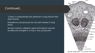Continued…
 Cortex is comparatively less extensive in long shoots than
dwarf shoots.
 Endodermis and pericycle are not well-marked in long
shoot.
 Several conjoint, collateral, open and endarch vascular
bundles are arranged in a ring in very young stem.
 