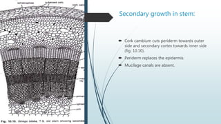 Secondary growth in stem:
 Cork cambium cuts periderm towards outer
side and secondary cortex towards inner side
(fig. 10.10).
 Periderm replaces the epidermis.
 Mucilage canals are absent.
 