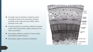  A single ring of cambium remains active
throughout and cuts secondary phloem
towards outer side and secondary xylem
towards inner side.
 Crushed patches of primary phloem towards
outer side and primary xylem towards inner
side are present.
 Secondary phloem consists of sieve tubes
and phloem parenchyma.
 Secondary xylem consists of tracheid.
 