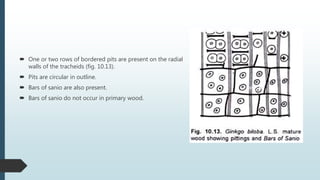 One or two rows of bordered pits are present on the radial
walls of the tracheids (fig. 10.13).
 Pits are circular in outline.
 Bars of sanio are also present.
 Bars of sanio do not occur in primary wood.
 