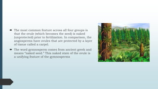  The most common feature across all four groups is
that the ovule (which becomes the seed) is naked
(unprotected) prior to fertilization. In comparison, the
angiosperms have ovules that are protected by a layer
of tissue called a carpel.
 The word gymnosperm comes from ancient greek and
means “naked seed.” This naked state of the ovule is
a unifying feature of the gymnosperms
 