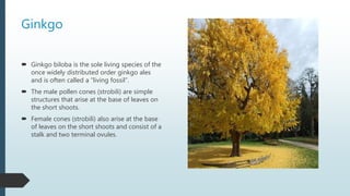 Ginkgo
 Ginkgo biloba is the sole living species of the
once widely distributed order ginkgo ales
and is often called a “living fossil”.
 The male pollen cones (strobili) are simple
structures that arise at the base of leaves on
the short shoots.
 Female cones (strobili) also arise at the base
of leaves on the short shoots and consist of a
stalk and two terminal ovules.
 